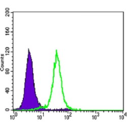 G2/mitotic-Specific Cyclin-B1 (CCNB1) Antibody