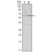 Western blot analysis using CCNB1 antibody against Hela (1) and PC-12 (2) cell lysate.