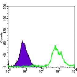 T-Cell Surface Glycoprotein CD3 Zeta Chain (CD247) Antibody