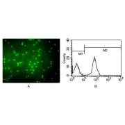 Immunofluorescence analysis of peripheral blood T cells using CD3 antibody (A) and flow cytometric analysis of eripheral blood T cells using CD3 antibody (B).