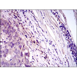 Myeloid Cell Surface Antigen CD33 (CD33) Antibody