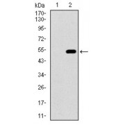 Western blot analysis using CD33 antibody against human CD33 recombinant protein. (Expected MW is 49.2 kDa).