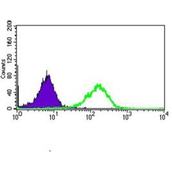 Myeloid Cell Surface Antigen CD33 (CD33) Antibody