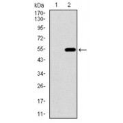 Western blot analysis using CD33 antibody against human CD33 recombinant protein. (Expected MW is 49.2 kDa).
