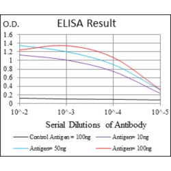 T-Cell Antigen CD7 (CD7) Antibody