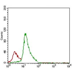T-Cell Antigen CD7 (CD7) Antibody
