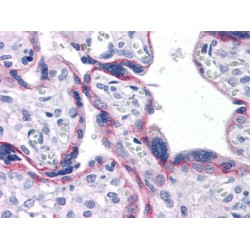 Cadherin, Neuronal (CDH2) Antibody