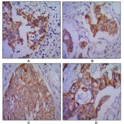 Cadherin, Neuronal (CDH2) Antibody