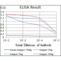 Cadherin 5 (CDH5) Antibody