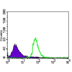 Cadherin 5 (CDH5) Antibody