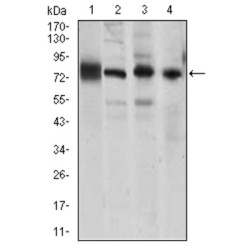 Cadherin 5 (CDH5) Antibody