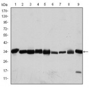 Western blot analysis using CDK1 antibody against Hela (1), Jurkat (2), K562 (3), A431 (4), MCF-7 (5), RAW264.7 (6), NIN/3T3 (7), PC-12 (8), and Cos7 (9) cell lysate.