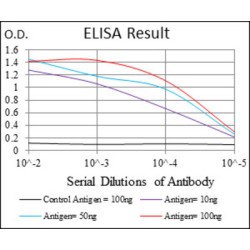 CASP8 And FADD Like Apoptosis Regulator (CFLAR) Antibody