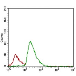 CASP8 And FADD Like Apoptosis Regulator (CFLAR) Antibody