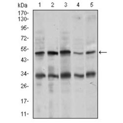 Pancreastatin/Chromogranin A (CHGA) Antibody