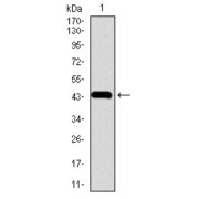 Western blot analysis using CHGA antibody against human CHGA recombinant protein. (Expected MW is 43.6 kDa).