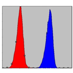 Inhibitor of Nuclear Factor Kappa-B Kinase Subunit Alpha / IKKA (CHUK) Antibody