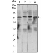 Western blot analysis using CHUK antibody against Raji (1), Jurkat (2), THP-1 (3) and K562 (4) cell lysate.