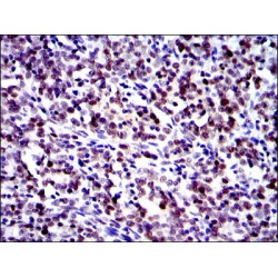 Transcription Factor Jun (c-Jun) Antibody