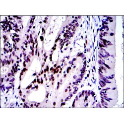 Transcription Factor Jun (JUN) Antibody