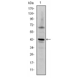 Transcription Factor Jun (c-Jun) Antibody