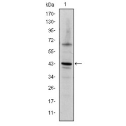 Transcription Factor Jun (JUN) Antibody