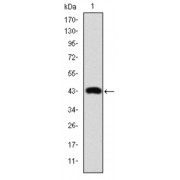 Western blot analysis using c-Jun antibody against human c-Jun (AA: 199-331) recombinant protein.