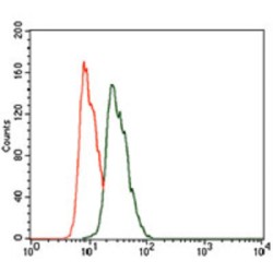 Keratin, Type II Cytoskeletal 5 (KRT5) Antibody