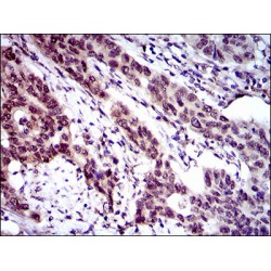 Calmegin (CLGN) Antibody