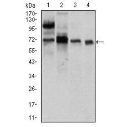 Calmegin (CLGN) Antibody