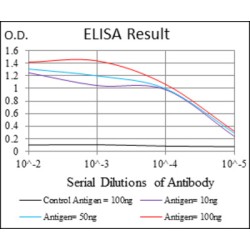 Coactosin-Like Protein (COTL1) Antibody