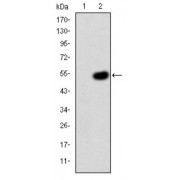 Western blot analysis using CRK antibody against human CRK (AA: 1-204) recombinant protein. (Expected MW is 48.4 kDa).