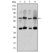 Western blot analysis using CRTC3 antibody against Hela (1), Jurkat (2), Cos7 (3) and MCF-7 (4) cell lysate.