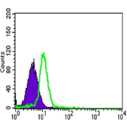 Tyrosine-Protein Kinase CSK (CSK) Antibody