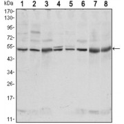 Western blot analysis using CSK antibody against NIH/3T3 (1), Hela (2), COS7 (3), Jurkat (4), Raw246.7 (5), A549 (6), HL-60 (7) and PC-12 (8) cell lysate.