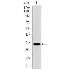 Chondroitin Sulfate Proteoglycan 4 (CSPG4) Antibody