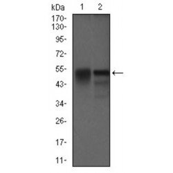 Dynactin Subunit 4 (DCTN4) Antibody