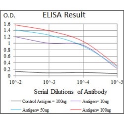 Dynactin Subunit 4 (DCTN4) Antibody