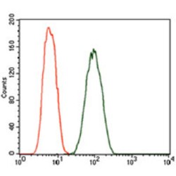 Dynactin Subunit 4 (DCTN4) Antibody