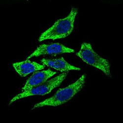 Dynactin Subunit 4 (DCTN4) Antibody