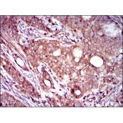 Dynactin Subunit 4 (DCTN4) Antibody