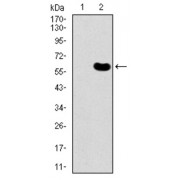 Western blot analysis using DKK3 antibody against human DKK3 recombinant protein. (Expected MW is 54.4 kDa).