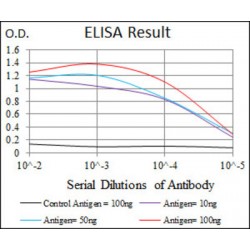 Delta-Like Protein 4 (DLL4) Antibody