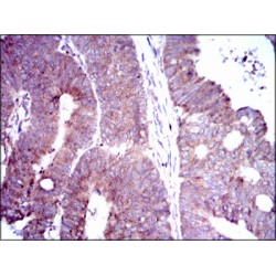 Delta-Like Protein 4 (DLL4) Antibody