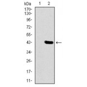 Western blot analysis using DLL4 antibody against human DLL4 recombinant protein. (Expected MW is 39.2 kDa).