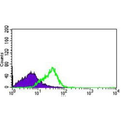 Dynein Axonemal Light Chain 4 (DNAL4) Antibody