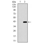 Western blot analysis using DNAL4 antibody against human DNAL4 recombinant protein. (Expected MW is 44.7 kDa).