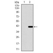 Western blot analysis using DNAL4 antibody against human DNAL4 recombinant protein. (Expected MW is 44.7 kDa).