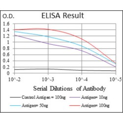 Dynamin 1 Like Protein (DNM1L) Antibody