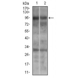 Dynamin 1 Like Protein (DNM1L) Antibody